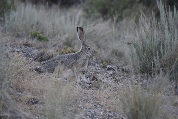 jackrabbit eating at Great Basin National Park