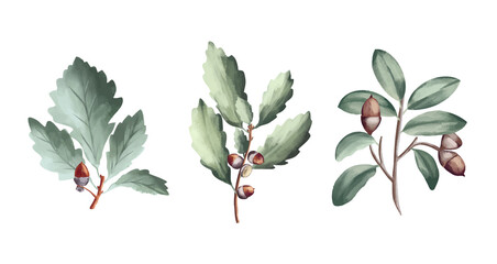 Green oak leaves and acorns. Oak crown. California red oak branch. A branch of a deciduous tree.