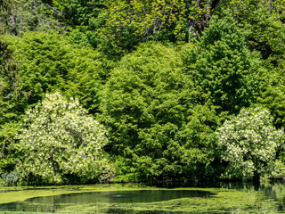 Obraz premium Small pond in a wooded area.