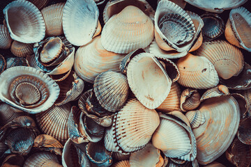 Mixed colorful sea shells as background. Sea Shell Texture