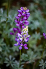 Obraz premium Purple lupine flowers in the field