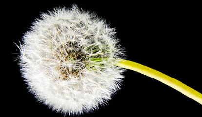 .Close up of dandelion on black background