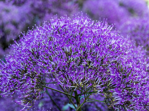 Close-up of flowering purple throatwort, Trachelium caeruleum 'Devotion Purple' in bloom.