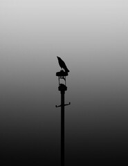 A crow sitting on an old broken lamppost