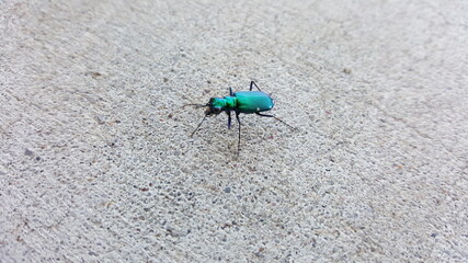 a colourful beetle
