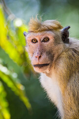 Toque Macaque male waiting to be fed at a picnic spot