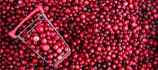 Shopping Trolley with ripe fresh cranberries as natural, food, berries, buying vitamins banner....