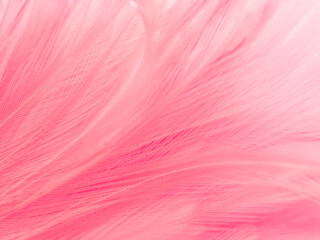 Beautiful abstract light pink feathers on white background,  white feather frame texture on pink texture pattern and pink background, love theme wallpaper and valentines day