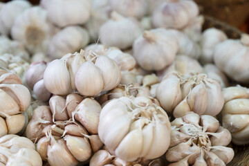 White garlic pile texture. Fresh garlic on market table closeup photo. Vitamin healthy food spice image. Spicy cooking ingredient picture. Pile of white garlic heads. White garlic head heap top view
