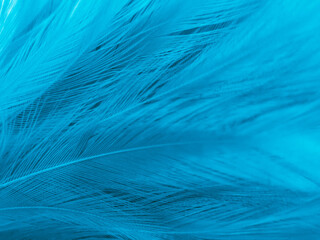 Beautiful abstract blue feathers on white background, black feather texture and blue background, feather wallpaper, blue texture banners, love theme, valentines day, light blue texture