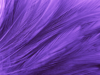 Beautiful abstract purple feathers on black background, black feather texture on dark pattern and purple background, colorful feather wallpaper, love theme, valentines day, pink texture