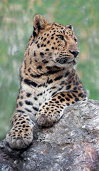Fototapeta na wymiar Amur leopard is a leopard subspecies native to the Primorye region of southeastern Russia and northern China. Beautiful feline and carnivore. Kind of big cats species. Panthera pardus orientalis