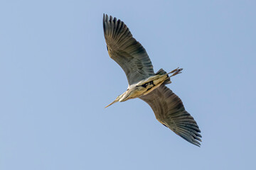 airone cinerino in volo