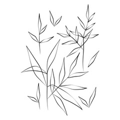 Vector Illustration of Elegant Botanical Line Art. Good for Cover, Poster, Card, and other.