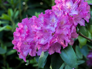 Large pink rhododendron blossoms in a garden.