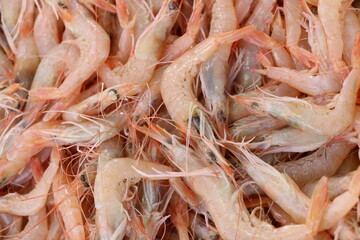 selective focus. Shrimp at the fish stall in Istanbul