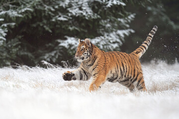 Siberian tiger running, front side view. A dangerous beast in its natural habitat. female, Panthera tigris altaica