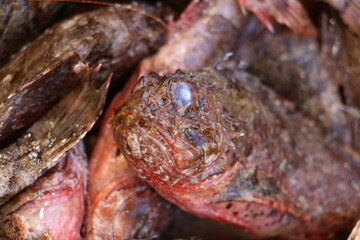 selective focus. Scorpion fish at the fish stall in Istanbul