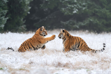 Fototapeta na wymiar Young tigers playing in the snow. Siberian tiger in the winter in a natural habitat. Panthera tigris altaica