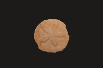 Fossil sea urchin against a black background. Millions of years old fossil