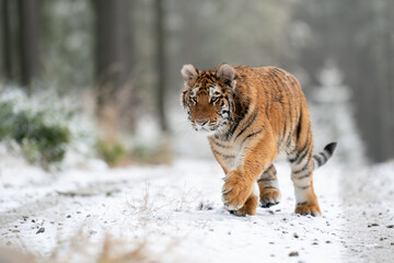 Siberian tiger walking, front view on path in the forest. A dangerous beast in its natural habitat.