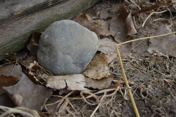 Rock placed over a pile of leafs.