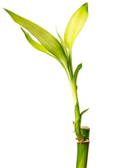 Lucky bamboo plants isolated on white background