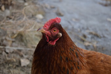 Curious chicken roaming.