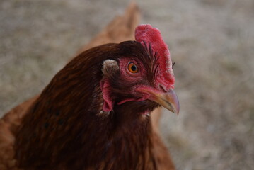 Curious chicken roaming.