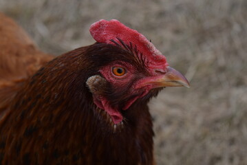 Curious chicken roaming.
