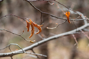 Dry yellow leaves on a tree branch on a blurry background.