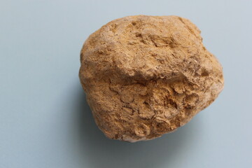 Coral fossil in blue background.Petrified millions of years old coral fossil