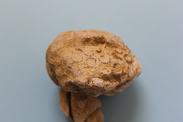 Coral fossil in blue background.Petrified millions of years old coral fossil