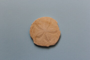 Fossil sea urchin against a soft background. Millions of years old fossil