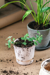 home gardening hobby concept, potted plant transplant