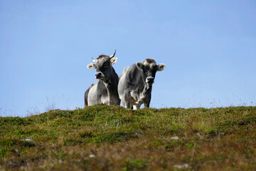 Fototapeta premium Cows and bulls on a meadow in Austrian mountains