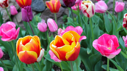 Blooming tulips in Sigurta Park, Valeggio sul Mincio, Italy, winner of the 2013 Most Beautiful Park Award in Italy. Field of multicolored tulips. Natural light.