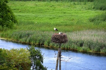 storks, birds, Biebrza National Park, nature, meadows,