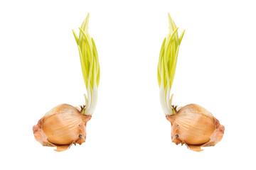 Two Sprouting onion Growing up, Isolated on white background.