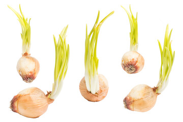 Set Sprouting onion growing up, Isolated on white background.