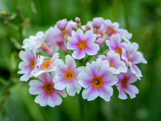 Close-up of a Candelabra Primrose.