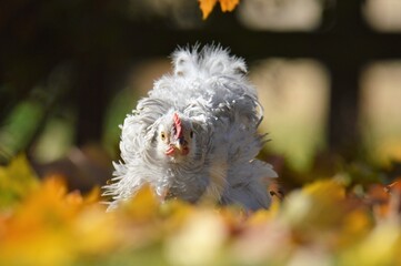 close up of a chicken 