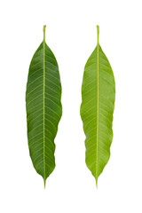 Green Mango leaf, Front and Rear isolated on white background.