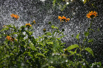 watering orange flowers on a hot summer day