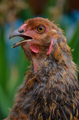 portrait of a surprised chicken