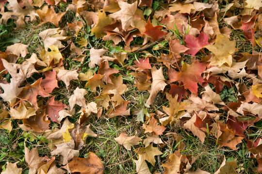 Pittsburg, PA. USA. Fall On The Farm.