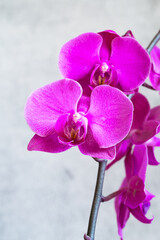 Purple orchid flower phalaenopsis, phalaenopsis or falah. Butterfly orchids. Violet orchid flower and blossoms. Pink Phalaenopsis or Moth dendrobium Orchid flower.