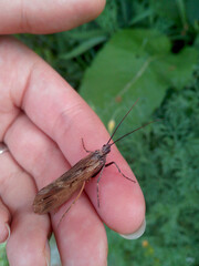 An adult insect (imago) of the caddis flies (Lat. Trichoptera) on the girl's hand. Selective focus