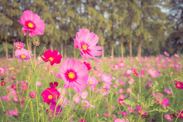 Pink cosmos flowers in the field.