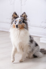 Marble Sheltie Collie dog sitting at home on the floor